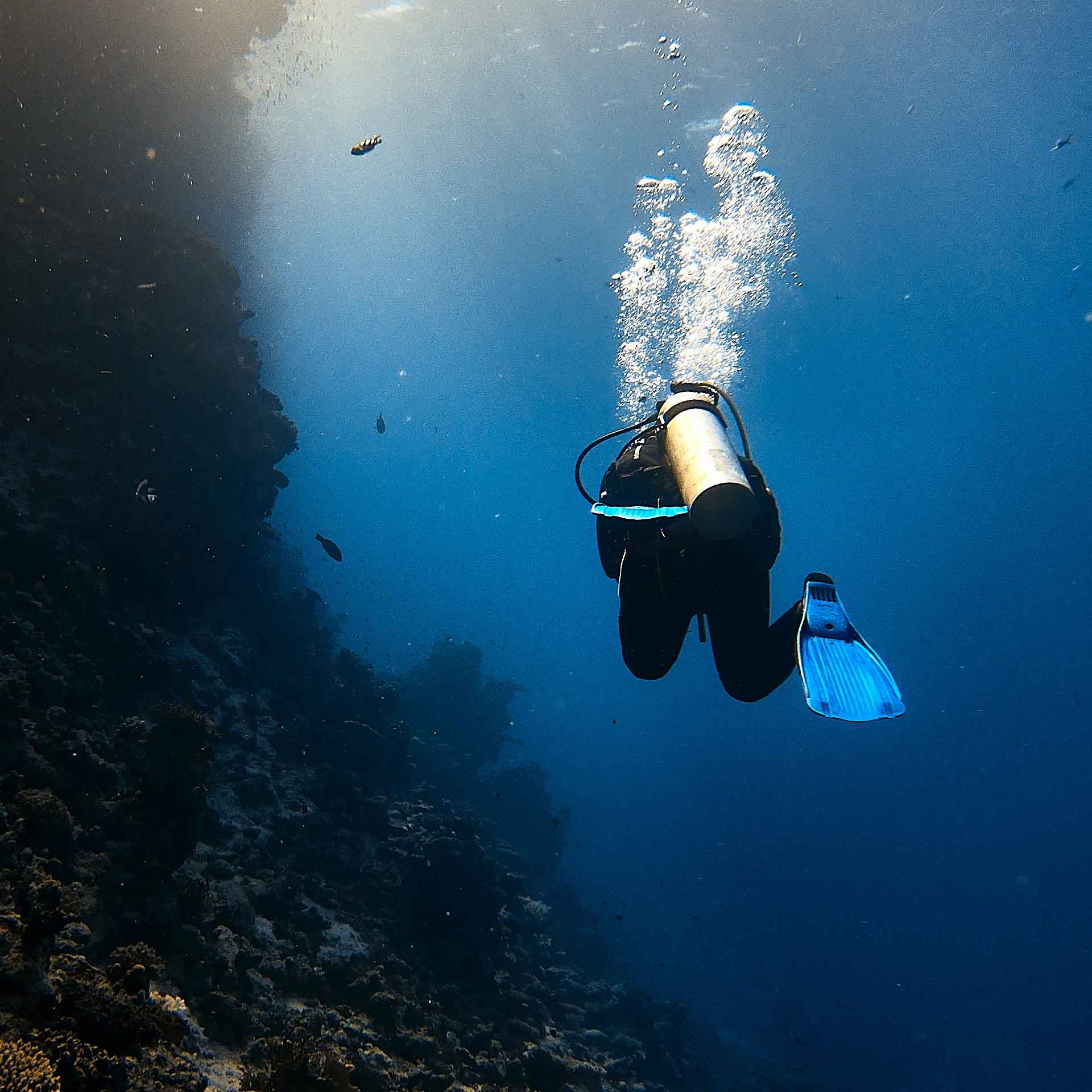 Scuba Dive Utila