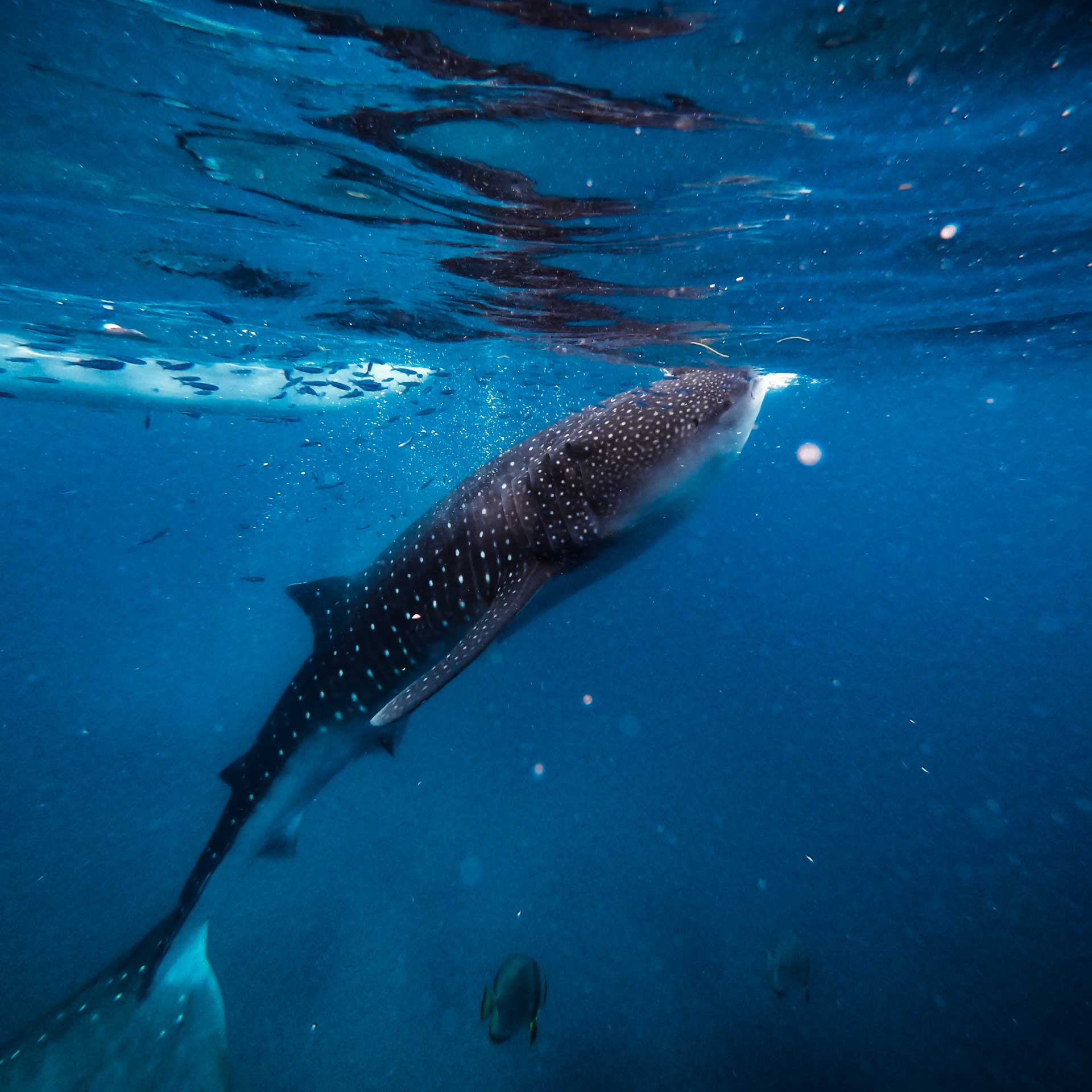 Whale Shark